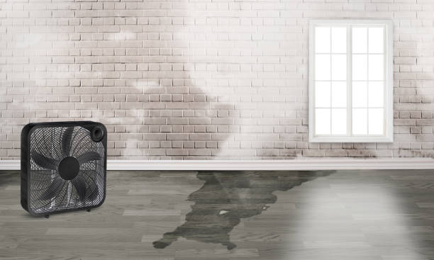 Best Local water damage restoration  in Brinkley, AR